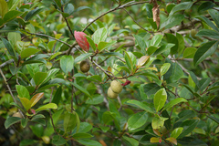 Elaeocarpus serratus